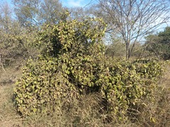 Cissus rotundifolia