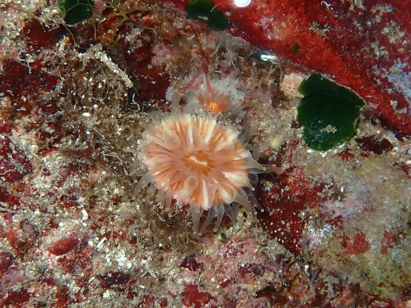 Caryophyllia smithii Stokes & Broderip, 1828