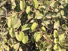 Cissus rotundifolia