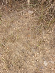 Eragrostis patens