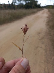 Eragrostis patens