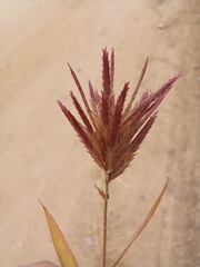 Eragrostis patens