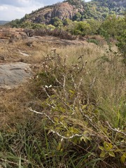Pachypodium saundersii