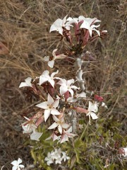 Pachypodium saundersii