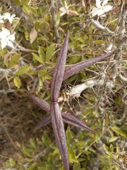 Pachypodium saundersii