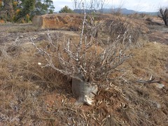 Pachypodium saundersii