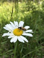 Trigonarthris subpubescens