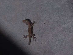 Podarcis muralis