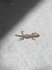 Podarcis muralis