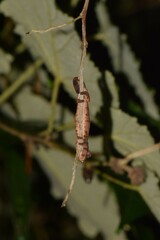 Chamaeleonidae