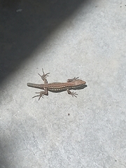 Podarcis muralis