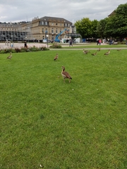 Alopochen aegyptiaca