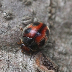 Phymatosternus lewisii
