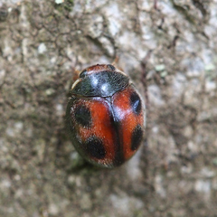 Phymatosternus lewisii