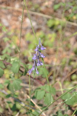 Delphinium peregrinum