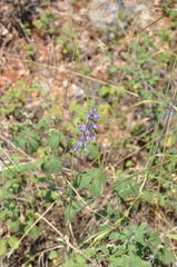 Delphinium peregrinum