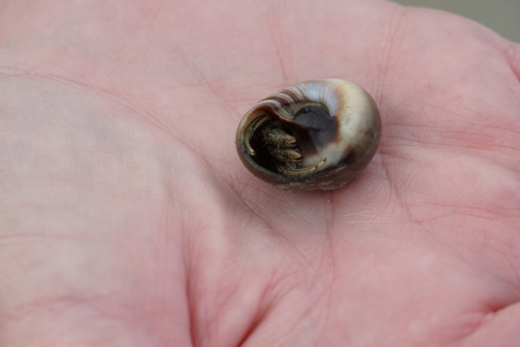 Thinstripe Hermit Crab from Corpus Christi, TX, USA on June 28, 2022 at ...