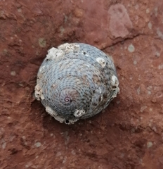 Steromphala cineraria