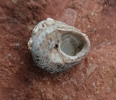 Steromphala cineraria