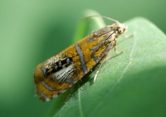 Olethreutes arcuella