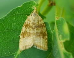 Aleimma loeflingiana