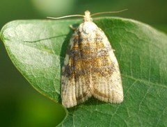 Aleimma loeflingiana