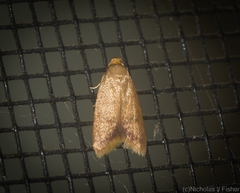 Tachystola ptochodes