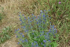 Echium vulgare