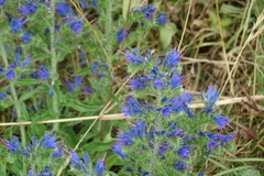 Echium vulgare