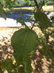 Populus nigra