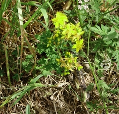 Hypericum perforatum