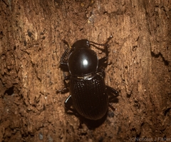 Hydissus feronioides