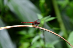 Dythemis rufinervis