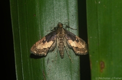 Nyctiplanes polypenthes