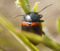 Chrysolina limbata
