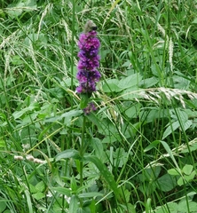 Lythrum salicaria