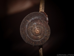 Ramogenia challengeri