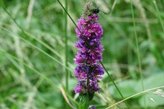 Lythrum salicaria
