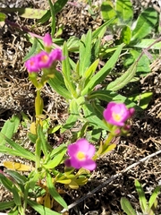 Centaurium littorale