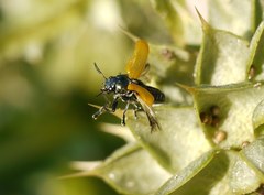 Labidostomis