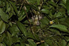 Microcebus lehilahytsara