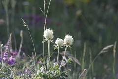 Trifolium montanum