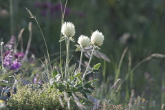 Trifolium montanum