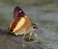 Hasora schoenherr chuza