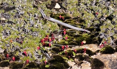 Utricularia menziesii