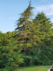 Cedrus libani