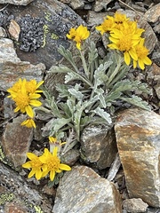 Jacobaea insubrica
