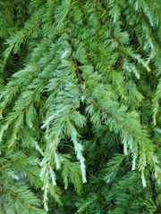 Cedrus libani