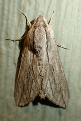 Sphinx sequoiae
