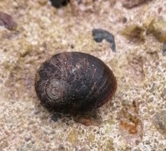 Littorina obtusata